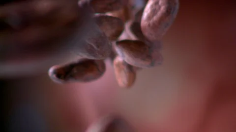 Cocoa beans fall towards the camera in slow motion. Stock Footage 128404081