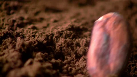 Cocoa beans falling into cocoa powder in slow motion. Stock Footage 132029215
