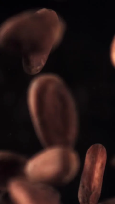 Cocoa beans fly up and fall down. Filmed on a high-speed camera at 1000 fps Stock Footage 335374236