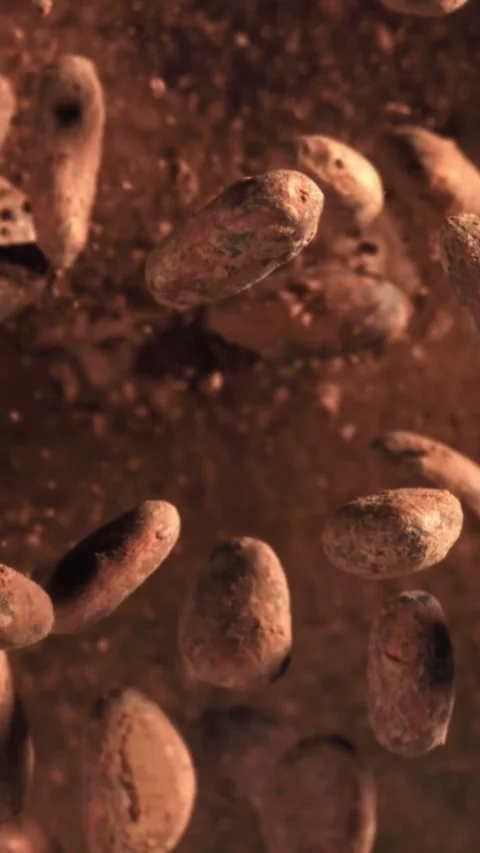Cocoa beans fly up and fall down. Filmed on a high-speed camera at 1000 fps Stock Footage 335381661