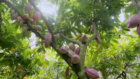 Cocoa Beans Stock Footage