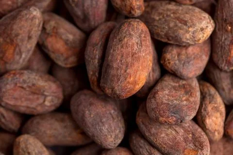 Cocoa beans in full frame. Cocoa product. Foto stock