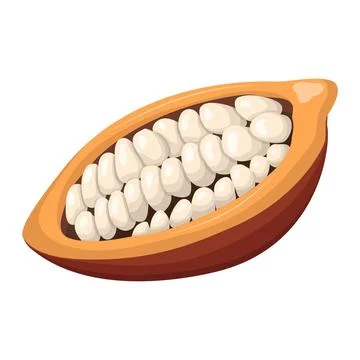 Cocoa beans half. vector illustration on a white background Stock Illustration