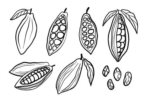 Cocoa beans hand drawn set. Black vector line illustration collection isola.. Stock Illustration