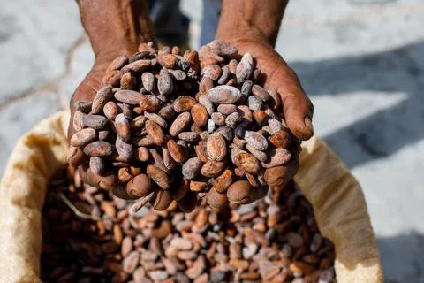 Cocoa beans in the hands of a farmer on the background of bags. Stock Photos