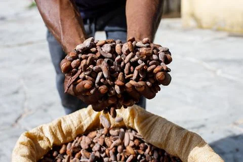 Cocoa beans in the hands of a farmer on the background of bags. Stock Photos