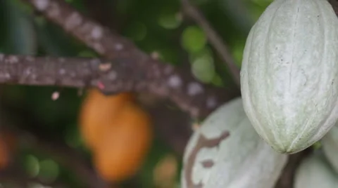 Cocoa beans hang in tree, rack focus Stock Footage 999324