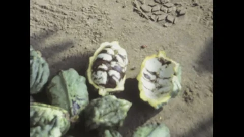 Cocoa beans harvesting and processing in ivory coast Stock Footage 314051139