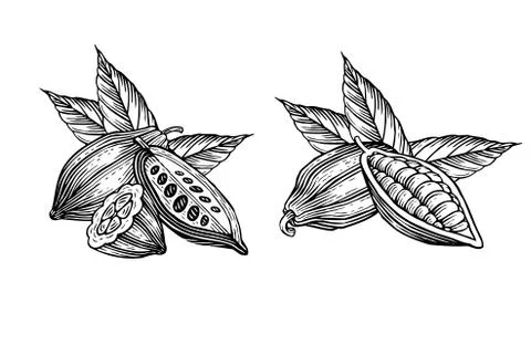 Cocoa beans Stock Illustration