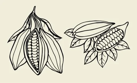 Cocoa beans illustration. Illustrazione stock
