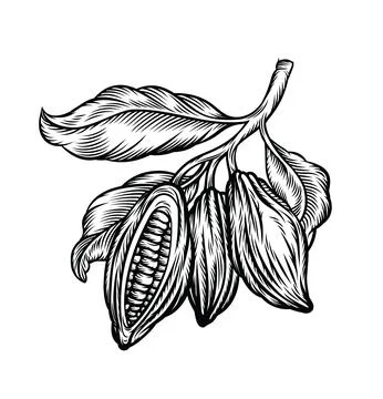 Cocoa beans illustration Stock Illustration