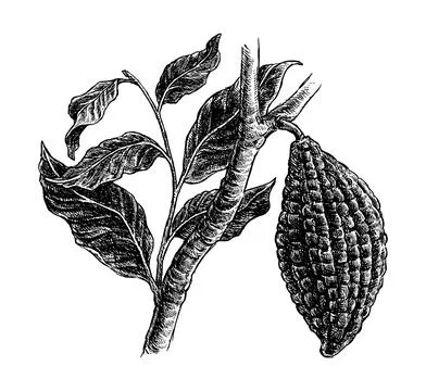 Cocoa beans illustration Stock Illustration