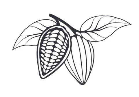 Cocoa beans with leaves on white background. Vector illustration. Stock Illustration