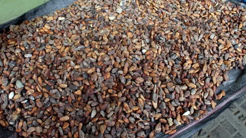 Cocoa beans left to dry outside a house in Ecuador. Chocolate Making. Stock Footage 264154796