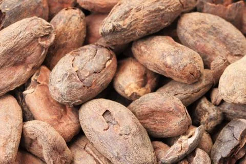 Cocoa beans macro Stock Photos