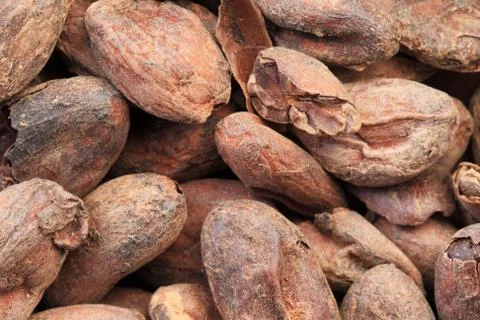 Cocoa beans macro Stock Photos
