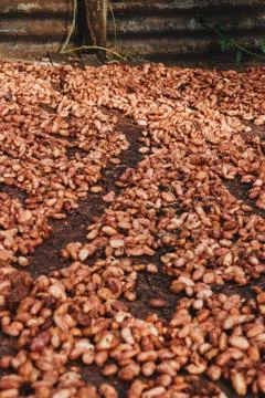Cocoa beans in natural drying process with the sun Stock Photos
