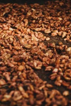 Cocoa beans in natural drying process with the sun Stock Photos