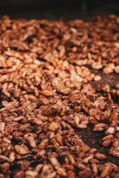 Cocoa beans in natural drying process with the sun Stock Photos