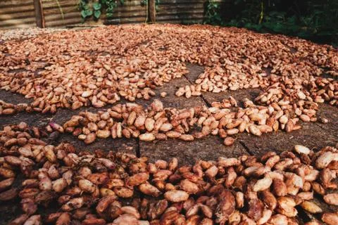 Cocoa beans in natural drying process with the sun Stock Photos