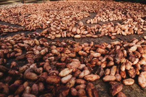 Cocoa beans in natural drying process with the sun Stock Photos