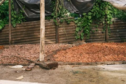 Cocoa beans in natural drying process with the sun Stock Photos