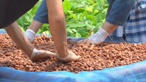 Cocoa beans, or cacao beans being dried on a drying platform Stock Footage 116672120