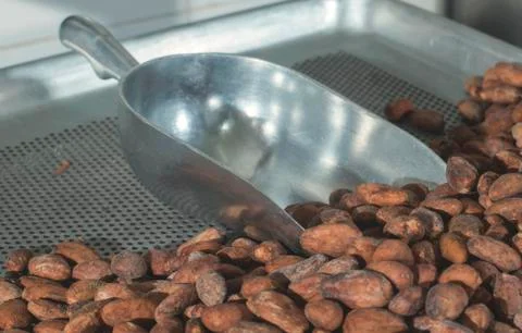 Cocoa beans Stock Photos