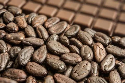 Cocoa beans Stock Photos