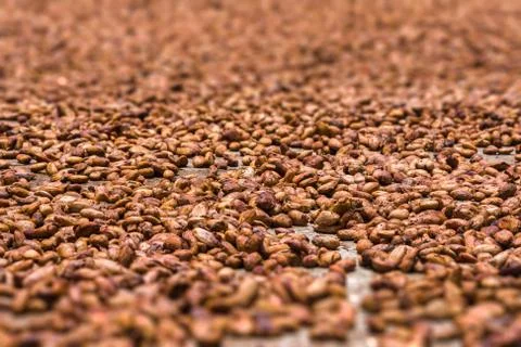 Cocoa beans Stock Photos