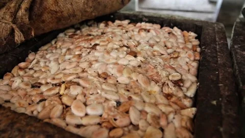 Cocoa beans ready to be fermented to make chocolate Stock Footage 293112531