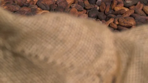 Cocoa Beans In A Sack Stock Footage 127023944