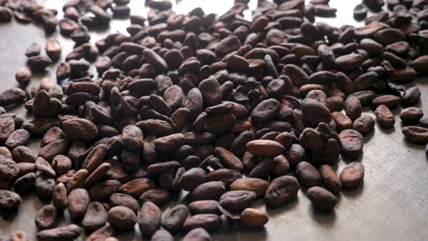 Cocoa beans scattered on a metal scale to be weighed, in Ivory Coast Stock Footage 237842756