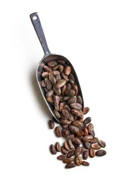 Cocoa beans in scoop Stock Photos