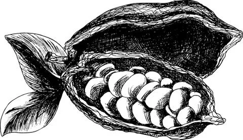 Cocoa beans sketch Stock Illustration