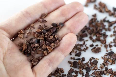 Cocoa beans in split form on a woman's hand. Stock Photos