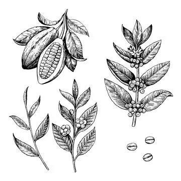 Cocoa beans, tea and coffee branches. Vector illustration in engraving style Stock Illustration