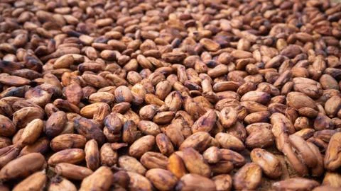 Cocoa beans through fermentation and drying process ready. Useful can be process Stock Photos