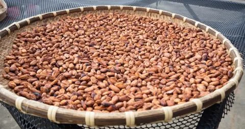 Cocoa beans through fermentation and drying process ready. Useful can be process Stock Photos