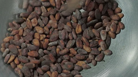 Cocoa beans toasted on metal pan Stock Footage 337639296