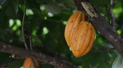 Cocoa Beans in tree Stock Footage 999326