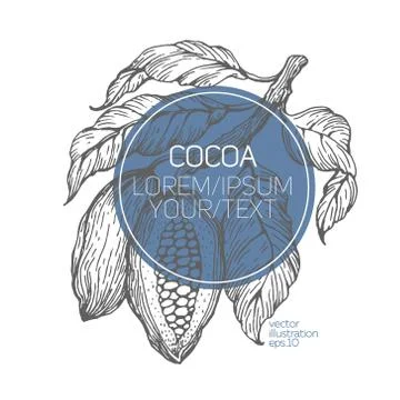 Cocoa beans vector illustration. Engraved vintage style illustration. Chocolate Stock Illustration