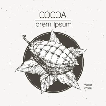 Cocoa beans vector illustration. Engraved vintage style illustration. Chocolate Stock Illustration