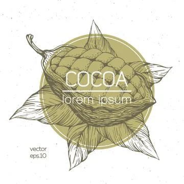 Cocoa beans vector illustration. Engraved vintage style illustration. Chocolate Stock Illustration