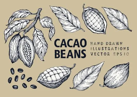 Cocoa beans vector illustration set. Engraved vintage style illustration Stock Illustration