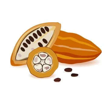 Cocoa beans vector. Ripe cocoa pods ready to craft Stock Illustration