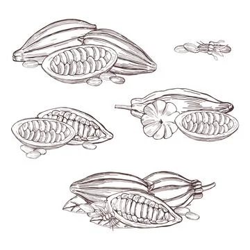 Cocoa beans.  Vector sketch illustration Stock Illustration