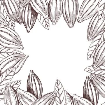 Cocoa beans.  Vector sketch illustration Stock Illustration