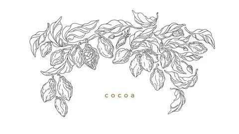 Cocoa border. Graphic vector. Art line plantation Illustrazione stock