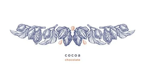 Cocoa border. Vector graphic bean, twig, art fruit Stock Illustration